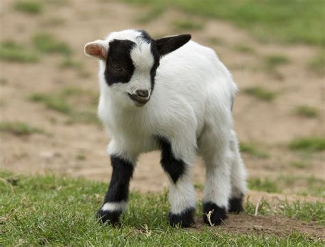 baby goats at play